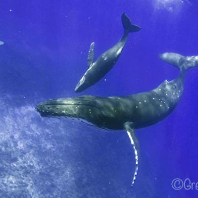 whales moorea - ©G.Vasseur