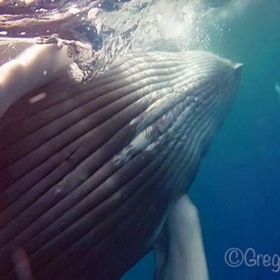 baleines moorea - ©G.Vasseur