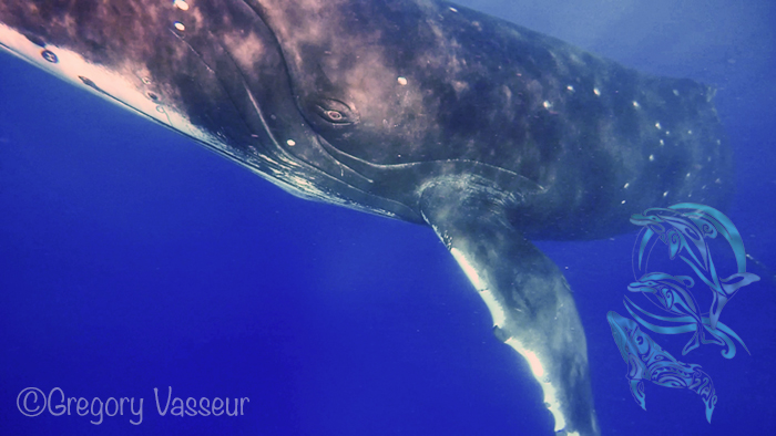 whales moorea - ©G.Vasseur