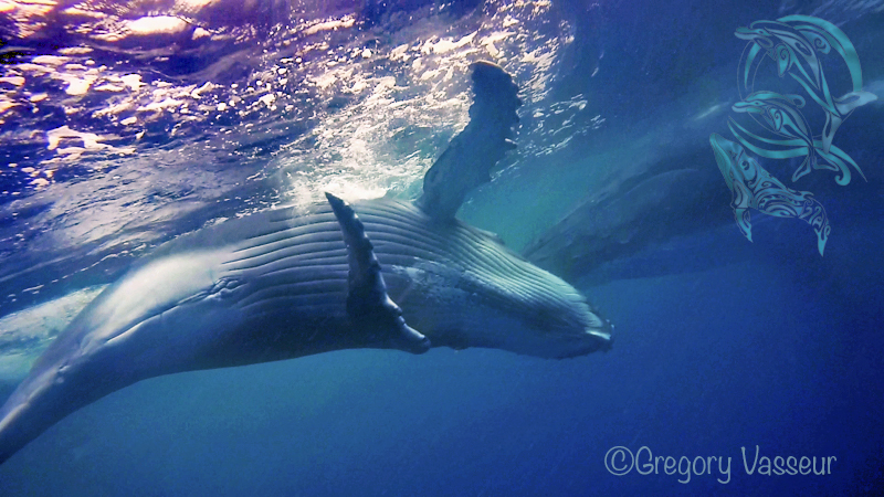 baleines moorea - ©G.Vasseur