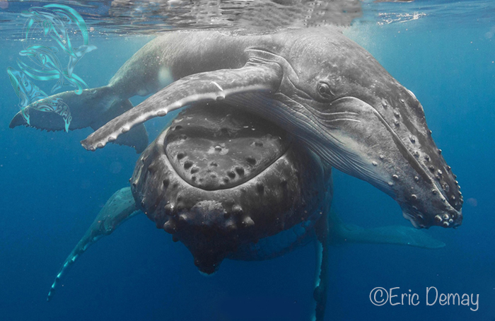 whales moorea - ©E.Demay