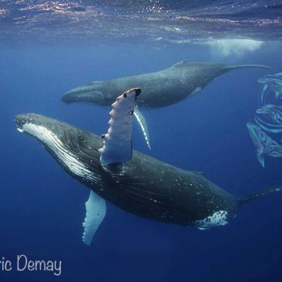 baleines moorea-©E.Demay