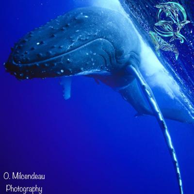 baleines moorea - ©O.Milcendeau