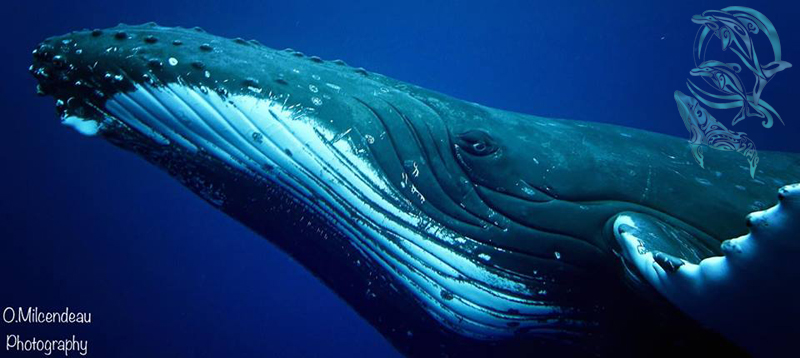 whales moorea - ©O.Milcendeau