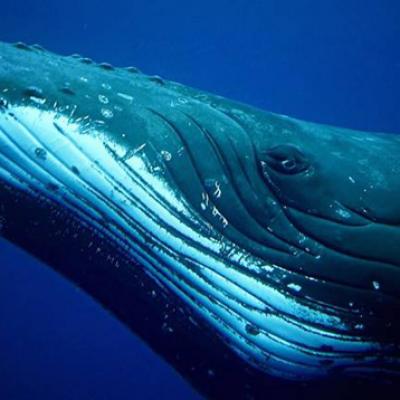 whales moorea - ©O.Milcendeau