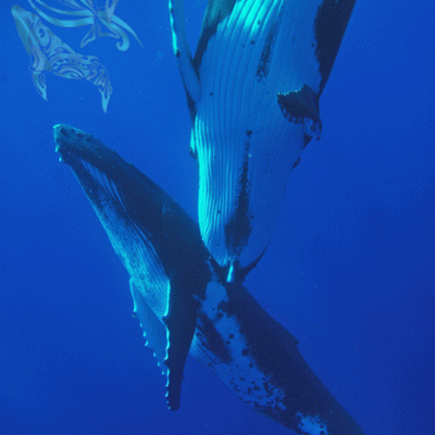 Humpback whales Moorea
