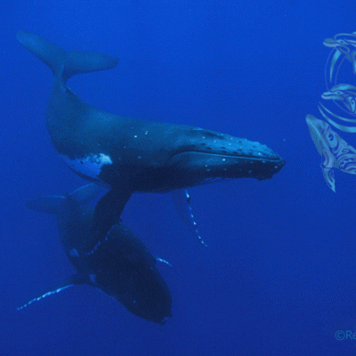 Humpback whales Moorea-©R.Fayada