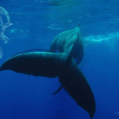 Humpback whales Moorea-©R.Fayada