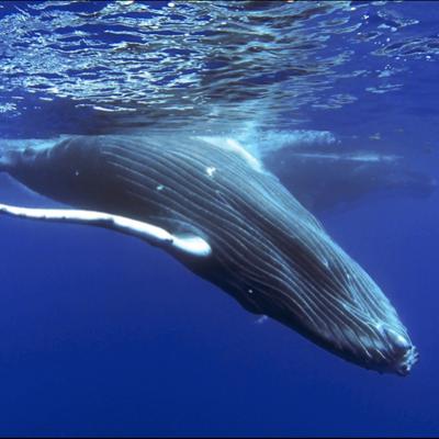 whales moorea