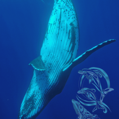 baleines moorea-©Fayada