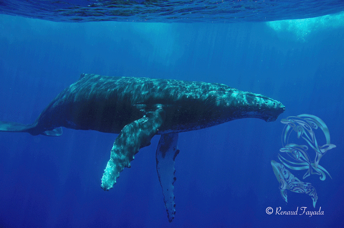 Humpback whales Moorea