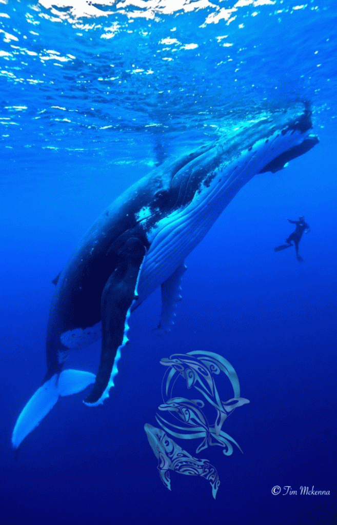 whales moorea-©Tim Mckenna