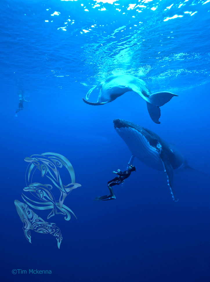 baleines moorea-©Tim Mckenna