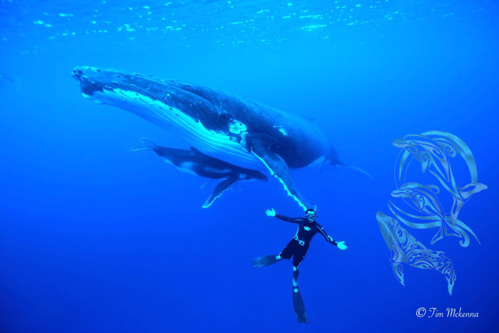 Humpback whales Moorea-©Tim Mckenna