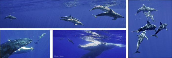 baleines et stenos moorea