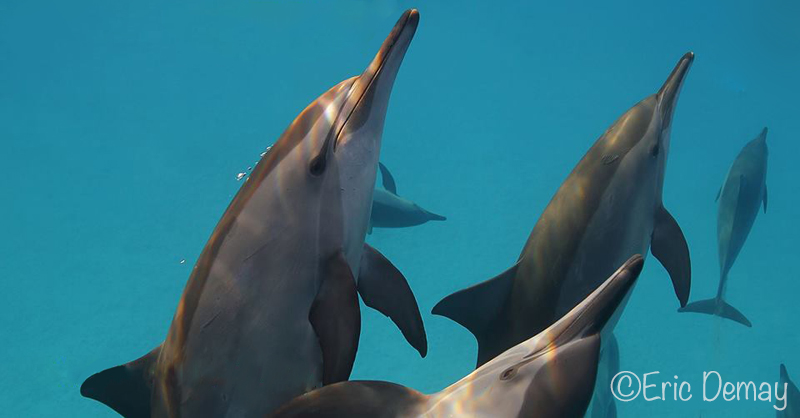 spinner dolphins moorea - ©E.Demay