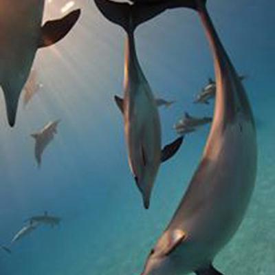spinner dolphins moorea - ©E.Demay