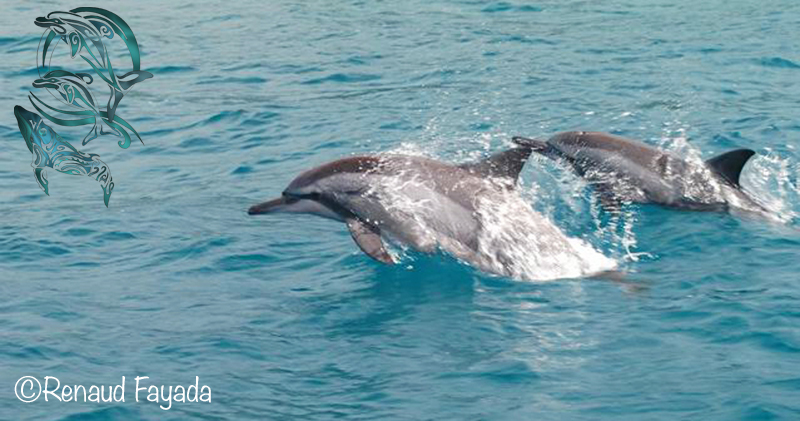spinner dolphins moorea - ©R.Fayada