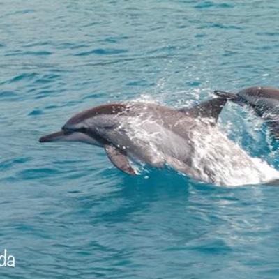 spinner dolphins moorea - ©R.Fayada