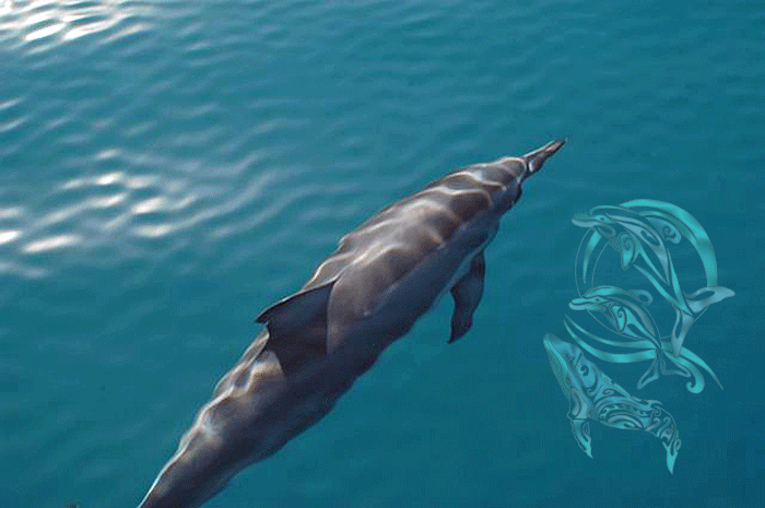 Spinner dolphins Moorea-©R.Fayada