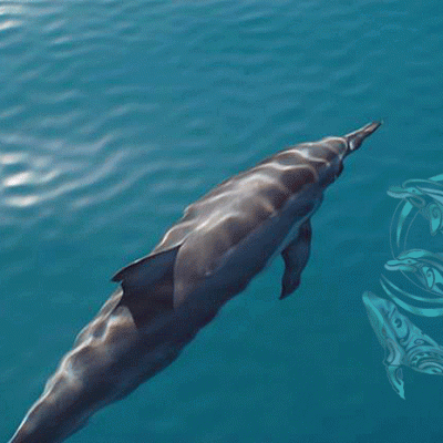 Spinner dolphins Moorea-©R.Fayada