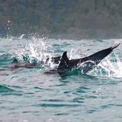 dauphins moorea - ©R.Fayada