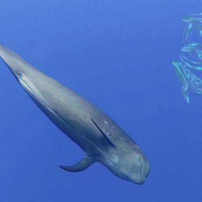 dolphins pilot whale moorea