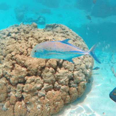 poissons tropicaux