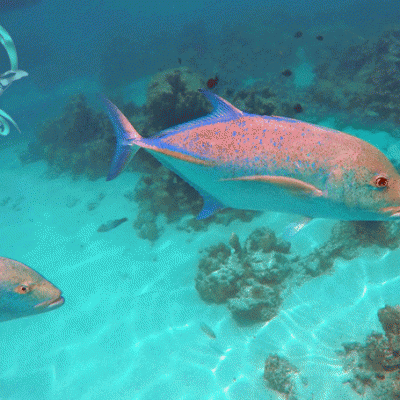 poissons tropicaux