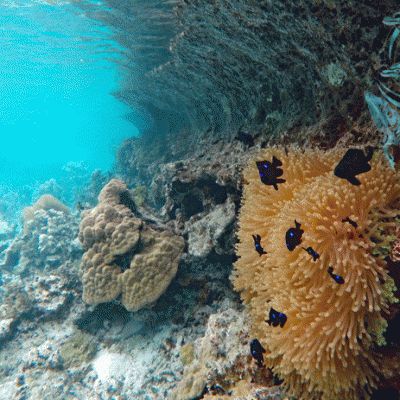 jardin de corail