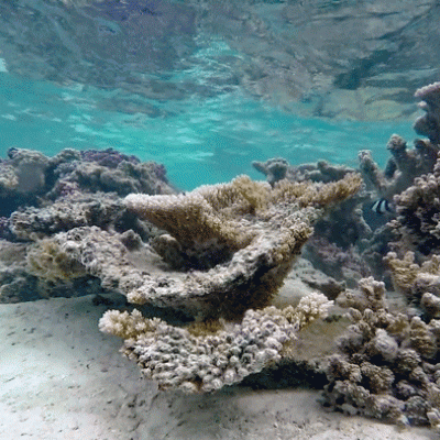 jardin de corail