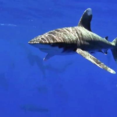 oceanic shark - ©E.Demay