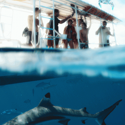 Sharks Moorea