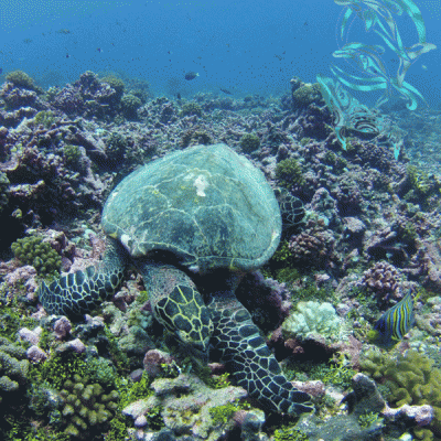 Sea turtle Moorea