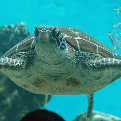 Sea turtle Moorea